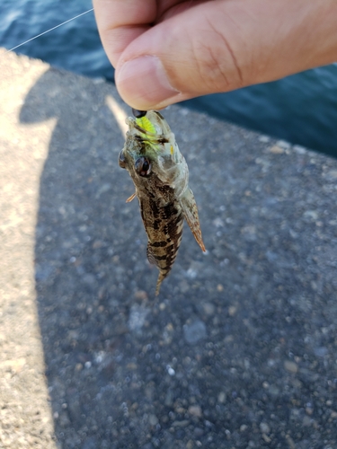 アナハゼの釣果