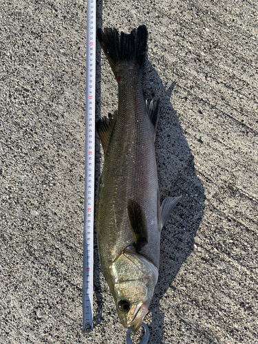 スズキの釣果