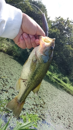 ブラックバスの釣果