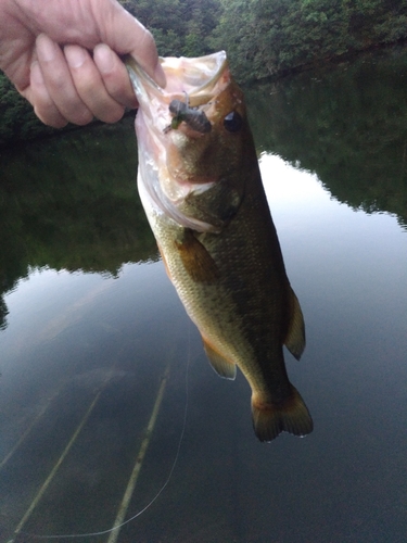 ラージマウスバスの釣果