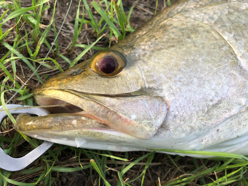 アカメの釣果