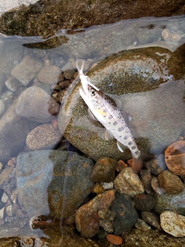 ヤマメの釣果