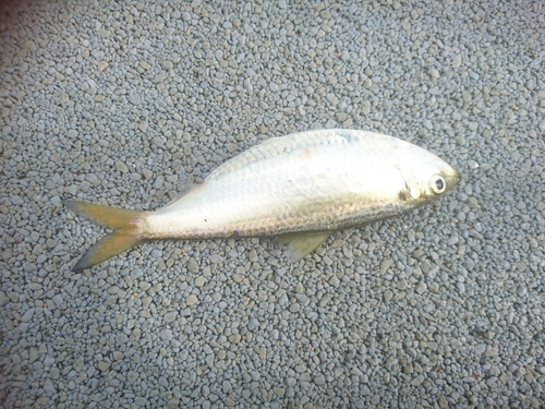 サッパの釣果