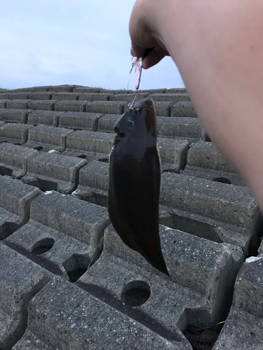 シタビラメの釣果