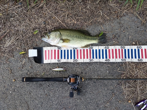 ラージマウスバスの釣果