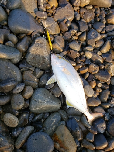 ショゴの釣果