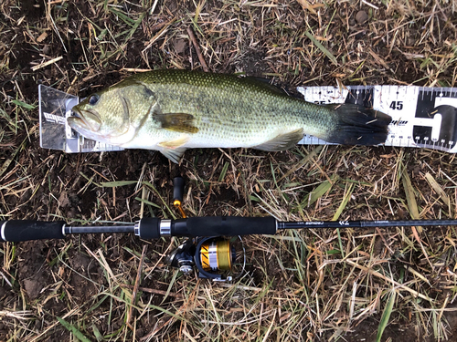 ブラックバスの釣果