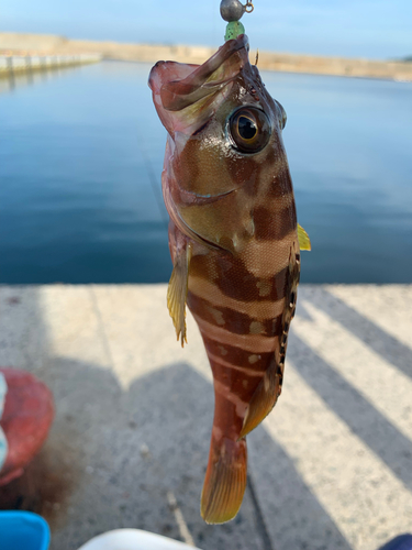 マハタの釣果