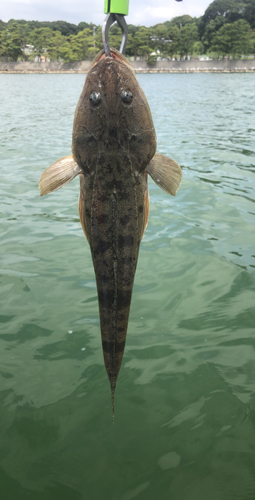 マゴチの釣果