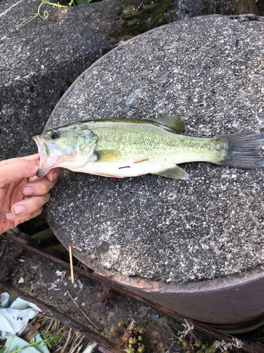 ブラックバスの釣果