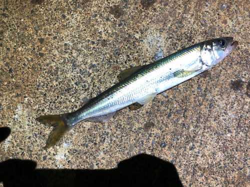 キュウリウオの釣果