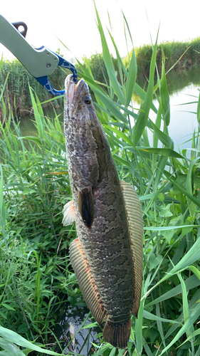 ライギョの釣果