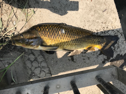 コイの釣果