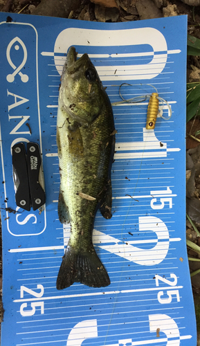 ブラックバスの釣果