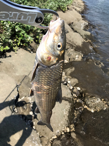 ニゴイの釣果