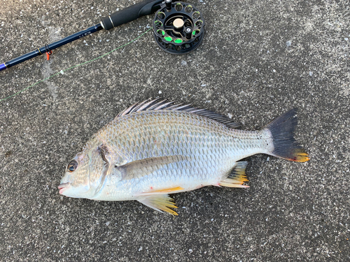 キビレの釣果