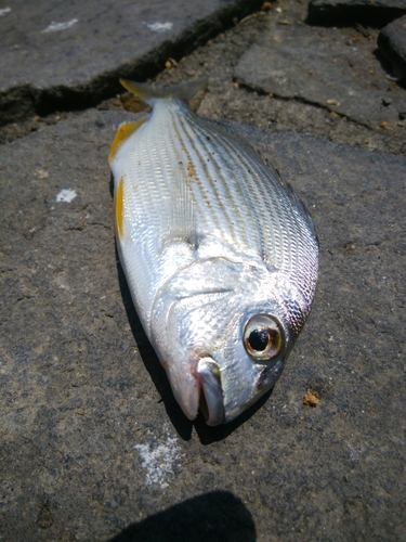 ヘダイの釣果