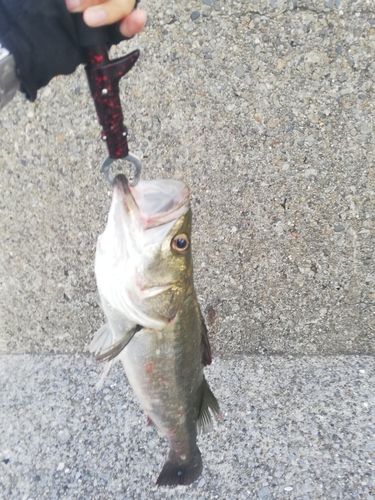 スズキの釣果