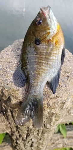 ブルーギルの釣果