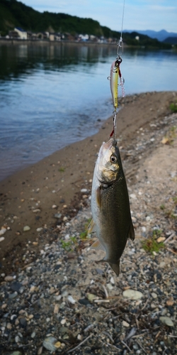 ウグイの釣果