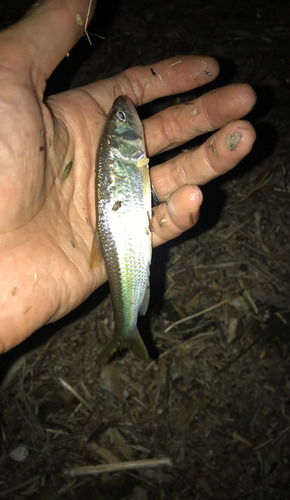 ハスの釣果