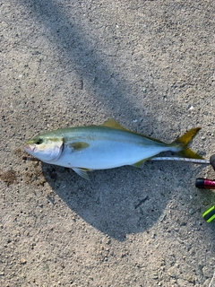 ツバスの釣果