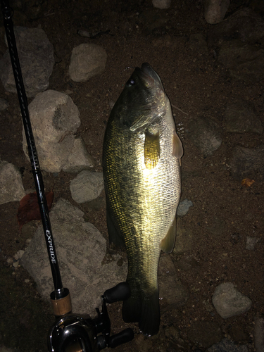 ブラックバスの釣果