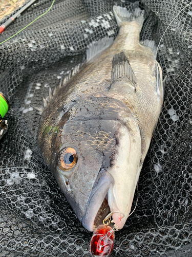 チヌの釣果