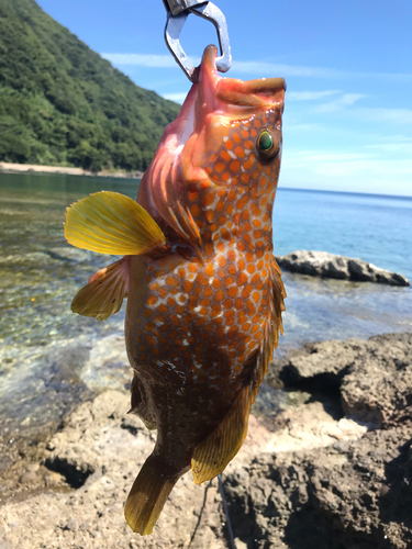 アコウの釣果