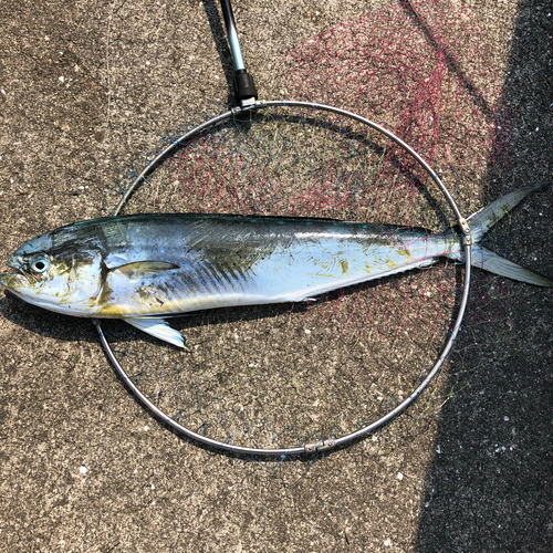 シイラの釣果