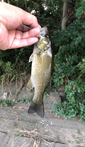 スモールマウスバスの釣果