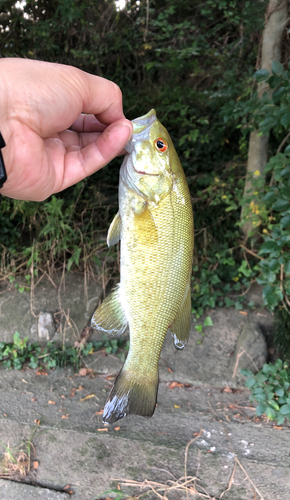 スモールマウスバスの釣果