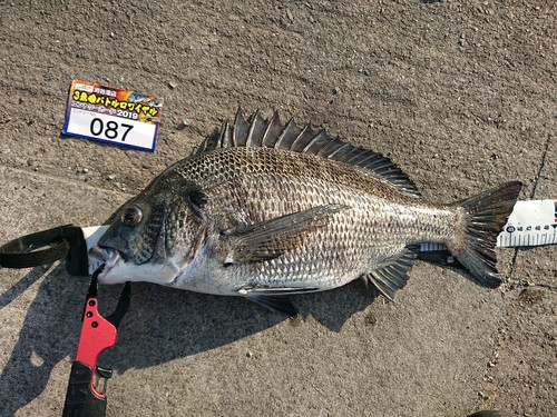 クロダイの釣果