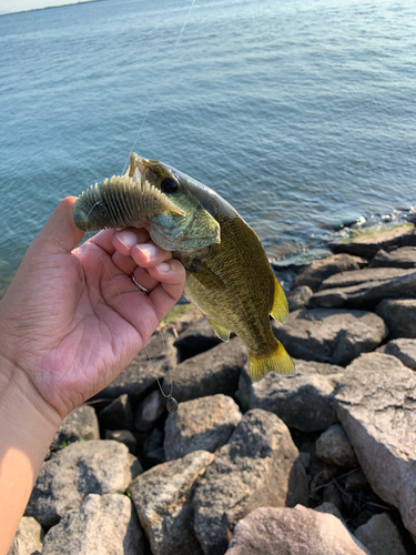 ブラックバスの釣果