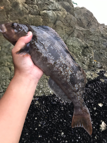 アイナメの釣果