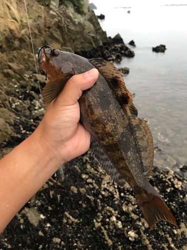 アイナメの釣果