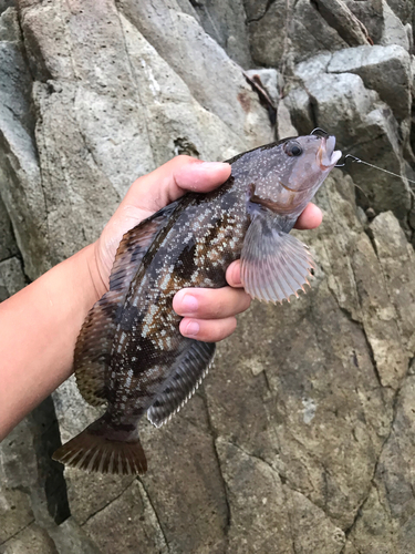 アイナメの釣果