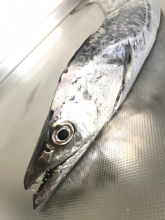 タチウオの釣果