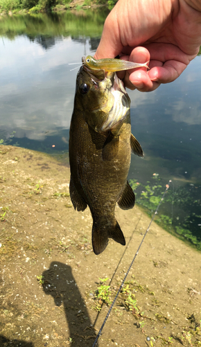 スモールマウスバスの釣果