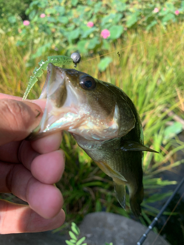 ラージマウスバスの釣果