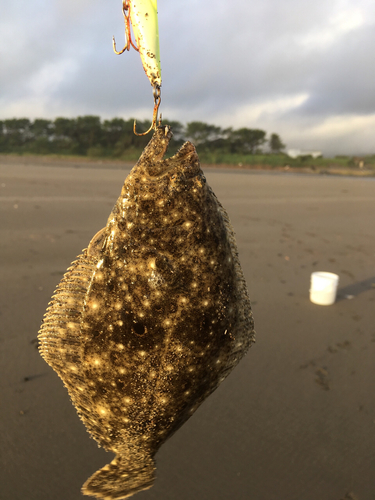 ソゲの釣果