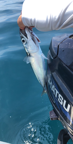 サバの釣果