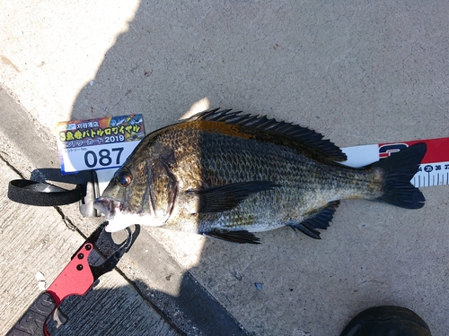 クロダイの釣果