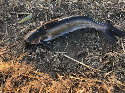 アメリカナマズの釣果