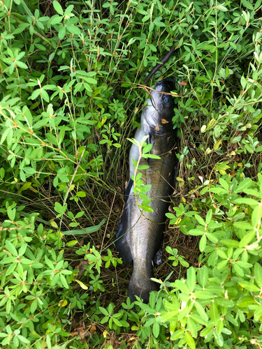 アメリカナマズの釣果