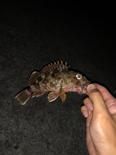 カサゴの釣果