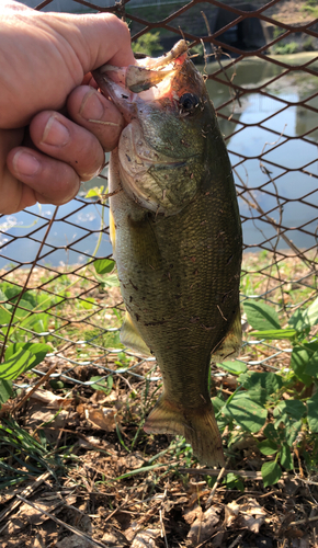 ブラックバスの釣果