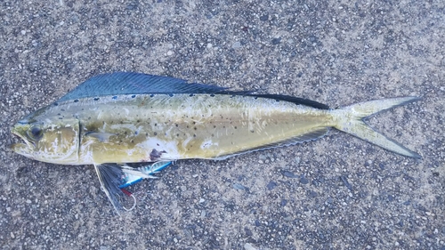 シイラの釣果