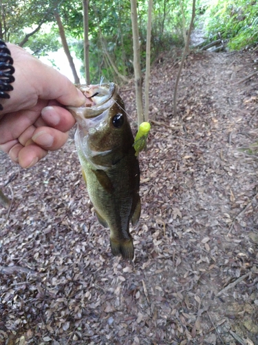 ラージマウスバスの釣果