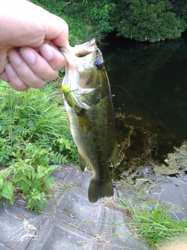 ラージマウスバスの釣果